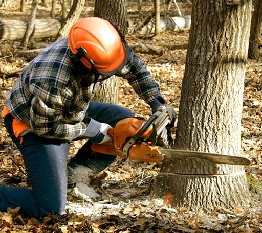 Tree Removal in Nisula, MI